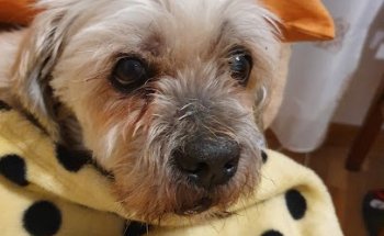 Centro Veterinario La Latina. Dr Gonzalo Espada López