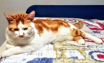 Clínica Veterinaria Zafra