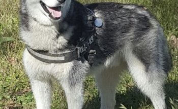 Consulta Veterinaria