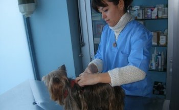 Clinica Veterinaria Principe Pio - Elena Ruano Fernandez