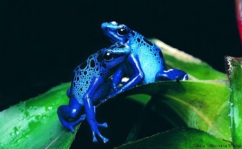 Clínica Veterinaria Madagascar