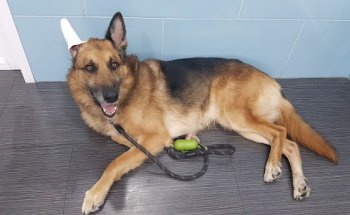 Mundo Animal Veterinarios