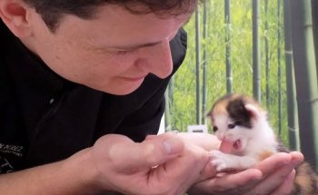 Kato clínica felina