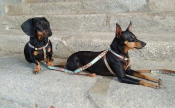 Clínica Veterinaria San Lazaro