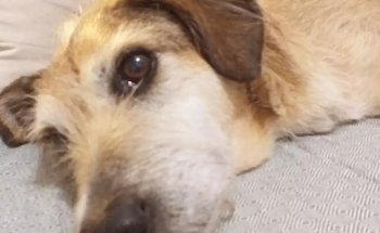 Bon Pastor Veterinària