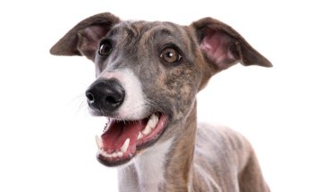 LidaVet | Clínica Veterinaria Solidaria