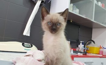 Clínica Veterinària Borrell