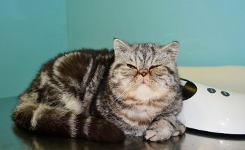 Clínica Veterinària Grimm (VETERALIA)