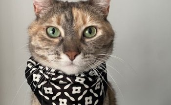 Clinica Veterinaria Sants