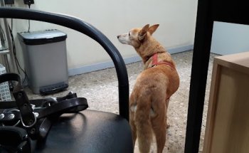 Centro Veterinario Taxdirt