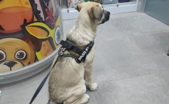 Las Musas Clínica Veterinaria