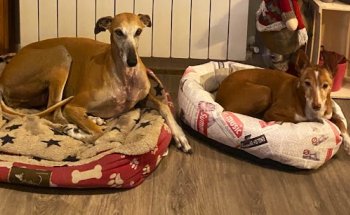 Centro Veterinario Los Alpes