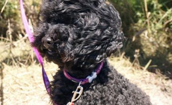 Centro Veterinario Blanco