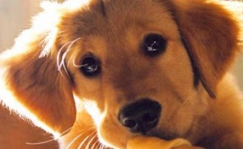 Centro Veterinario Medican