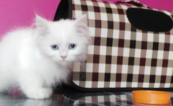 Centro Veterinario Instinto Animal