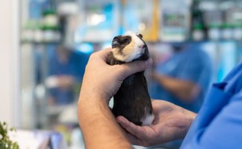 Clínica Veterinaria Oporto