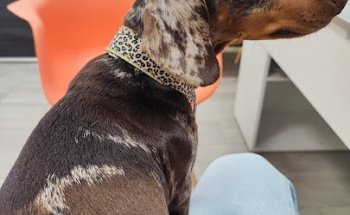 Clínica Veterinaria Argos