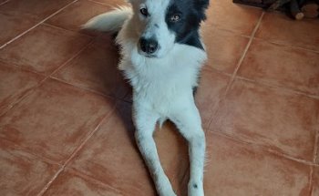 Clínica Veterinaria Irka Pau de Carabanchel