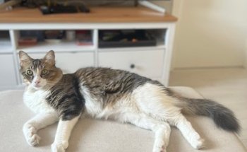 Centro Veterinario Huellas