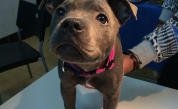 El Be Negre Veterinarios