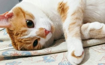 Clínica Veterinària Poble Nou