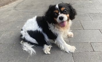 Clínica Veterinària Paral·lel