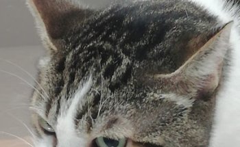 Clínica Veterinaria Veteros