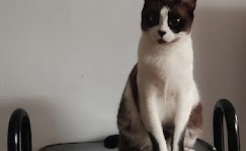 Centro Veterinario Meridiana