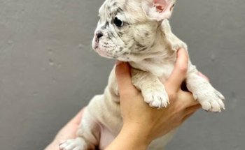 Clínica Veterinaria Valldaura