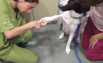 Clínica Veterinària Villarroel