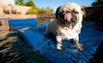 Clínica Veterinaria El Carmen