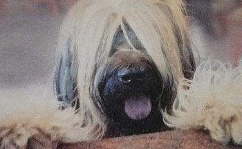 Consultorio Veterinario Cat Dog