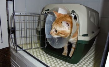 CLINICA VETERINARIA ALBÓ