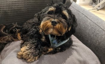 Clínica Veterinaria Antón Martín