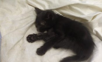 Clinica Veterinaria Marqués de Corbera