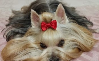 Creu Blava Veterinaris