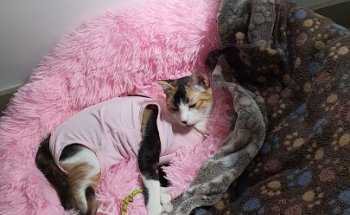 GAREM VETERINARIOS SANTS