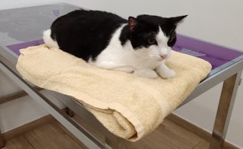 Centro Veterinario Virrey Amat