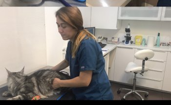 CENTRO VETERINARIO LESSEPS