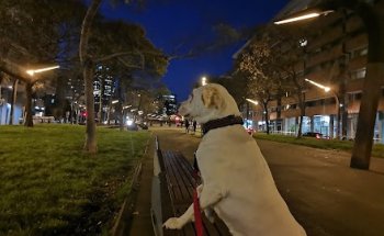 Clínica veterinària Carles III