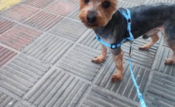 Clínica Veterinaria Babilonia