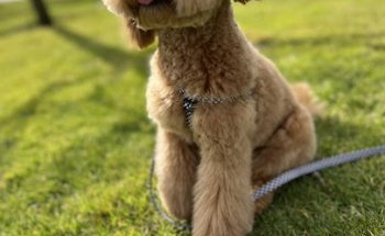 Clínica Veterinaria San Jacinto