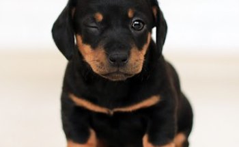 Servicio de Comportamiento Animal UCM