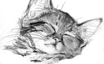 Centro Veterinario Animalis