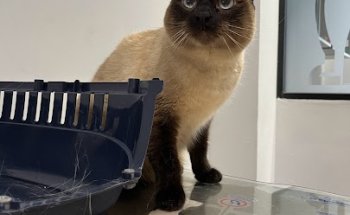 Vets for Pets Veterinaria