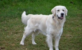 Clínica veterinaria San Gervasio