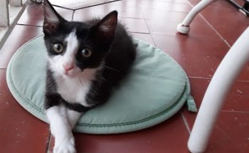 Maragall Veterinaris