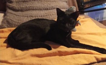 Clínica Veterinaria Pavones