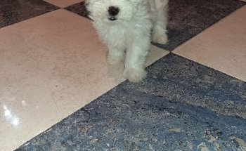 Clínica Veterinaria Vinateros