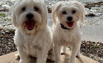 Clínica Veterinaria calidad sin Frontera